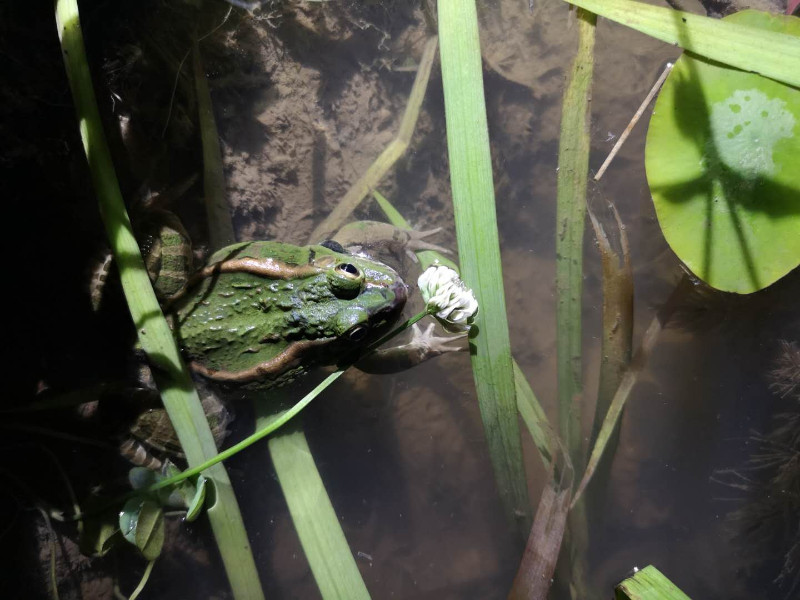 黑斑蛙 (1)