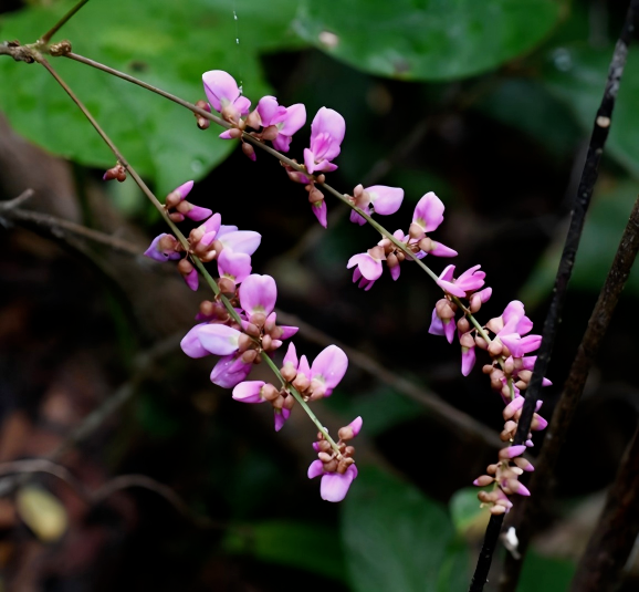 小叶干花豆1.png