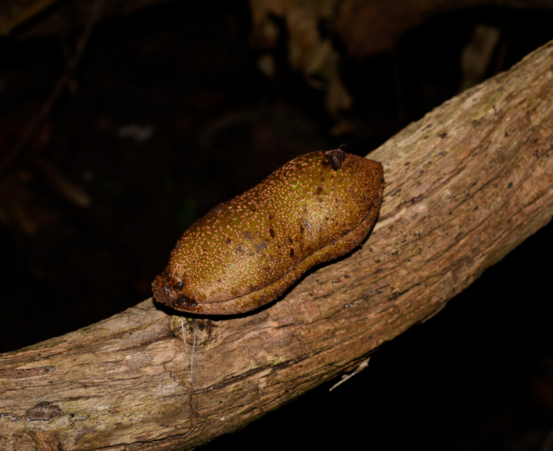 厚果崖豆藤 Millettia pachycarpa.png