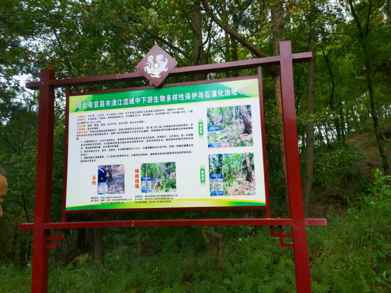 解码“双重”项目:让森林实现固本提质的“生态手术” - 关注森林