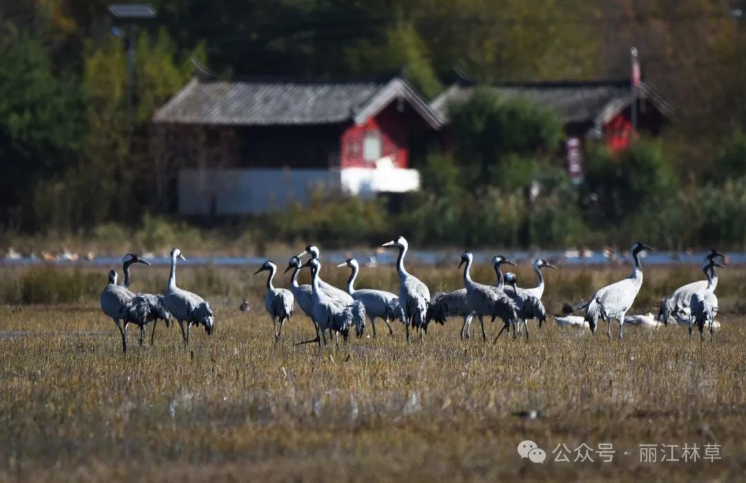 丽江:首届“候鸟天堂、最美高原湿地——拉市海”摄影及短视频大赛获奖作品展示 - 关注森林
