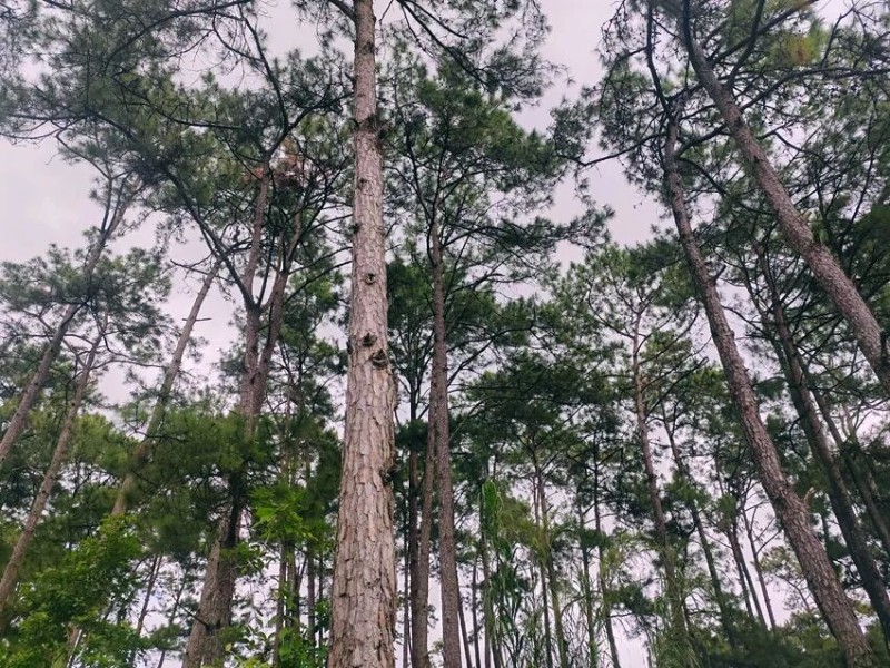 長勢(shì)良好的人工林。周維艷攝