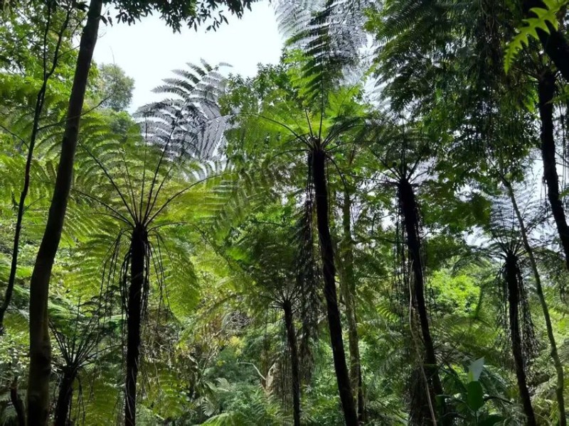 桫欏林。陳龍攝