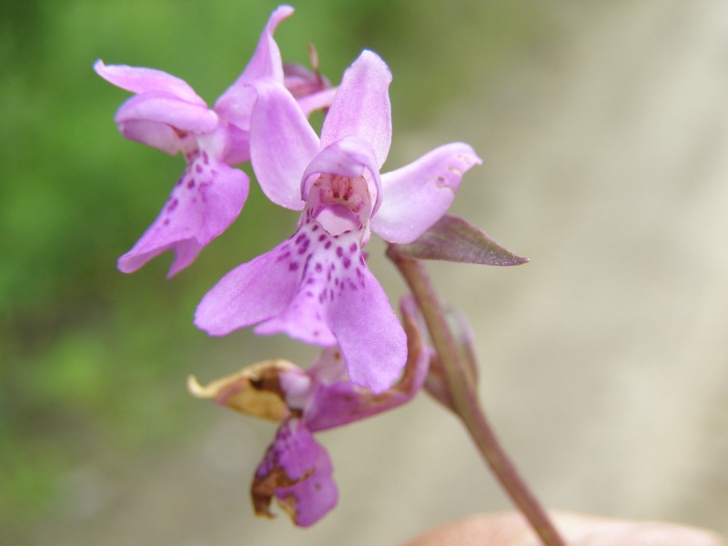 库莎红门兰（花）Orchis chusua (2)