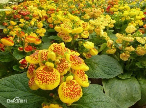 游览国家植物园——128.认识植物:蒲包花 - 关注森林