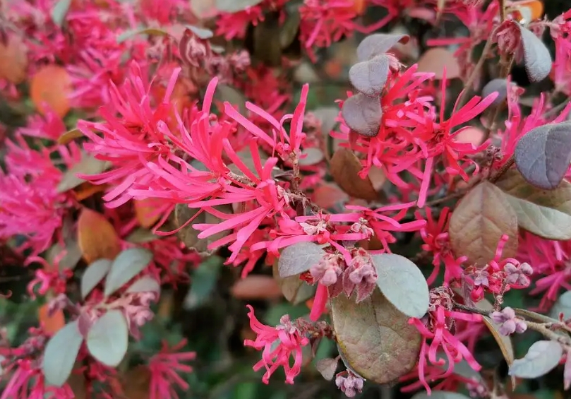 最美林草 乡土树种—红花檵木 关注森林 