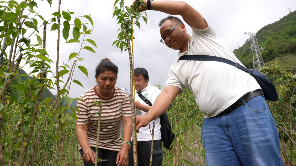 贡山县：推进乡土树种培育 助力高黎贡山生物多样性保护与城乡绿化 关注森林