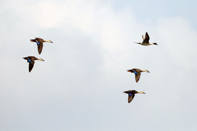 14-针尾鸭（右一）和斑嘴鸭  段红莲4月15日摄