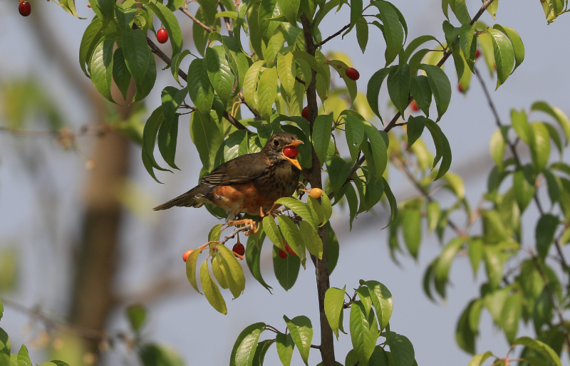 17-黑胸鸫（湿地公园的樱桃熟了，吸引了很多鸟儿前来觅食）   段红莲4月13日摄