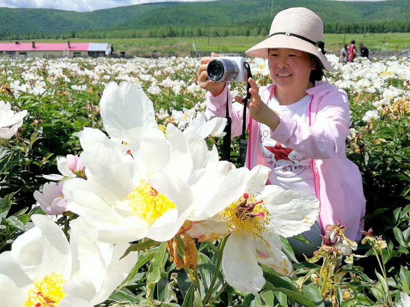 內蒙古綽爾百畝芍藥花海惹人醉 (2)