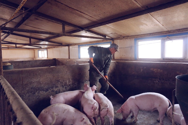 刘春森每天至少清理两次猪舍卫生（摄影：何康红）