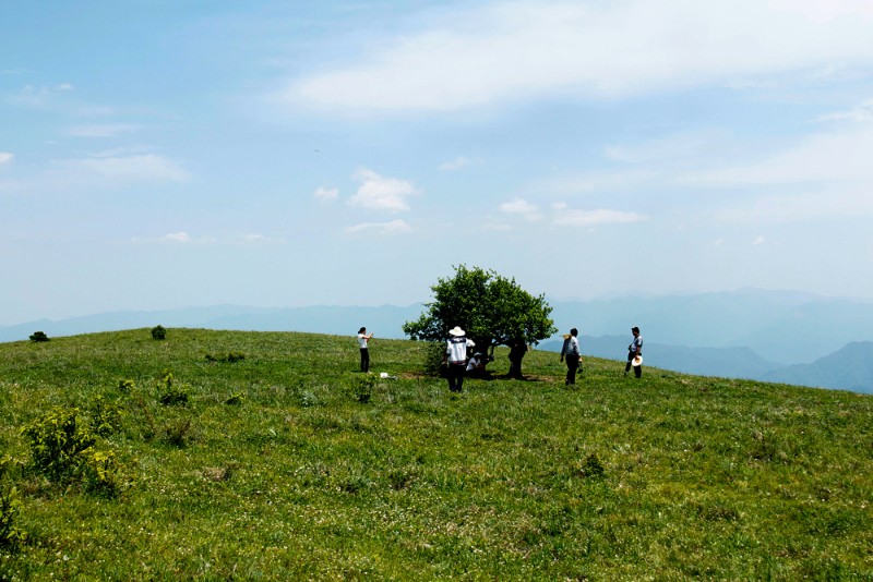 十八里长峡高山万亩草甸