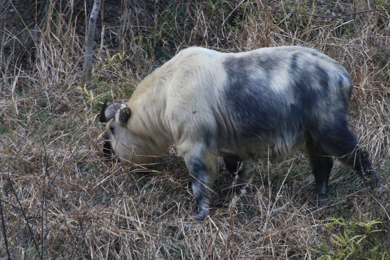 四川唐家河保护区：扭角羚 - 自然之声