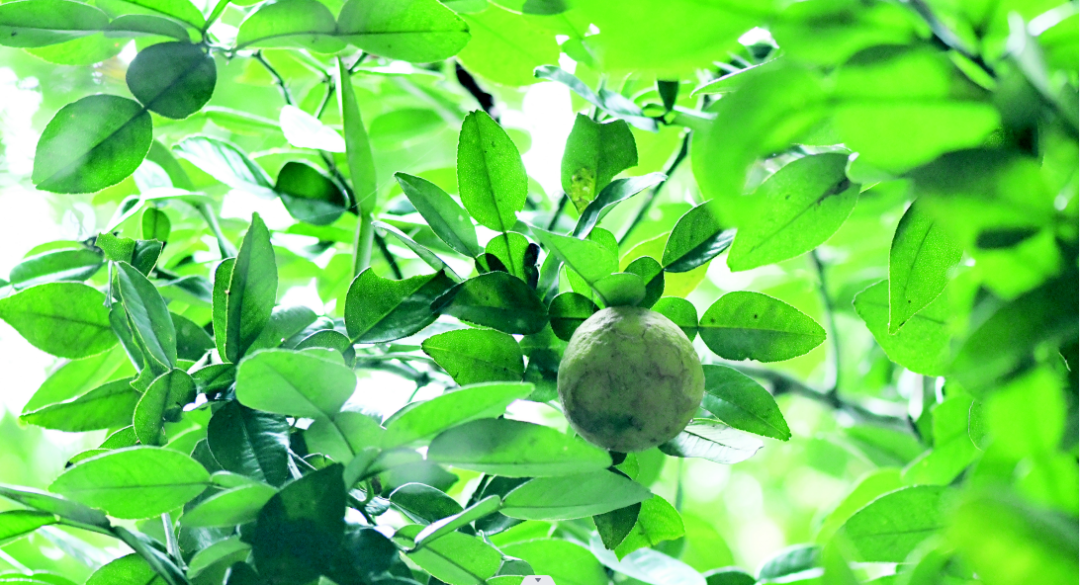 植物王国 云南极小种群保护野生植物物种（67） 关注森林 