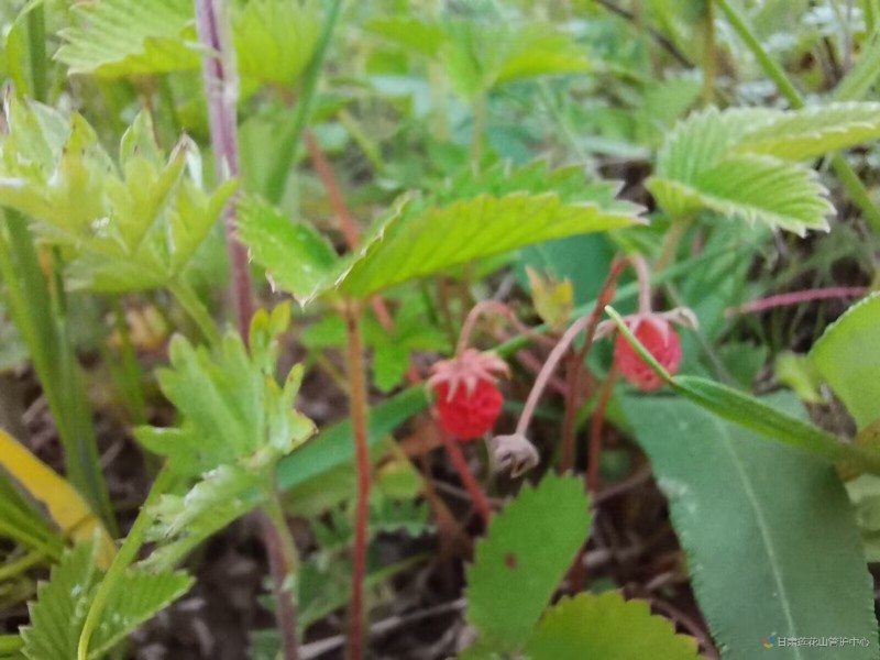 草莓         6月份  野外巡查  磨滩 2415米 王增芳摄