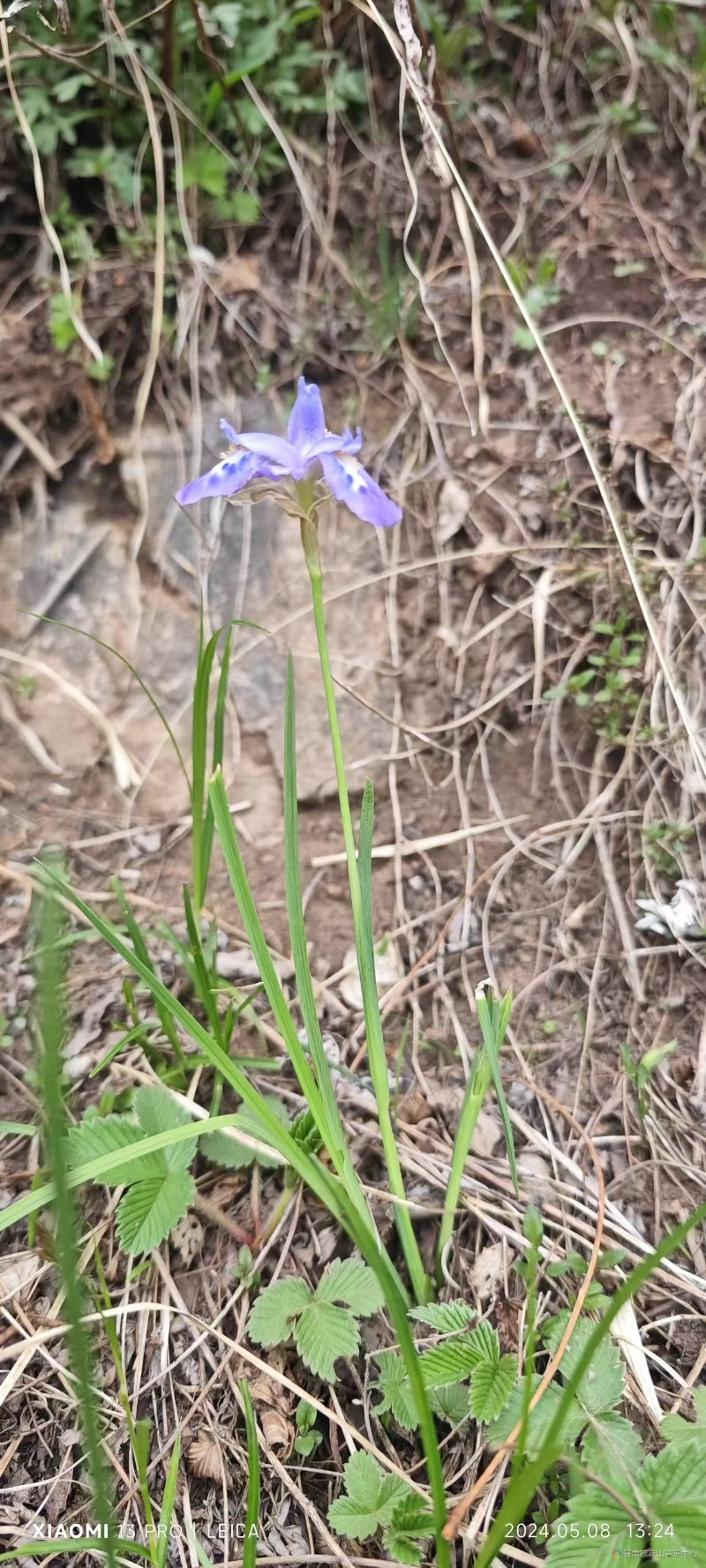 紫苞鸢尾  凉水泉 海拔 2623 林彦平摄