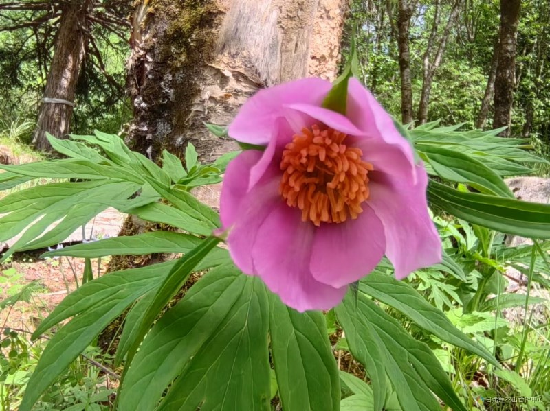川赤芍     5月份  野外巡查 大河溝2812米王增芳攝