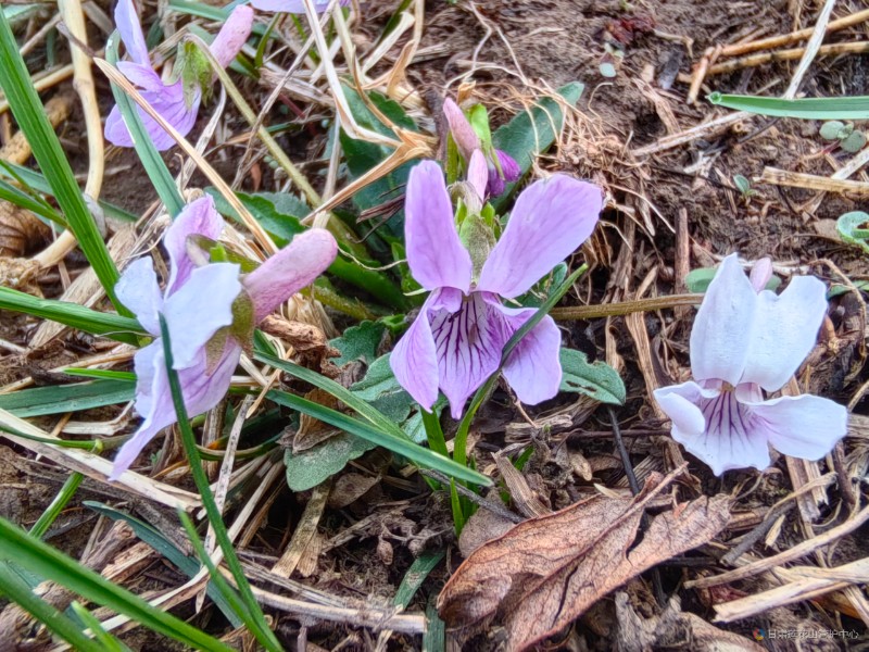 紫花地丁  4月份  野外巡查 磨灘2415米王增芳攝