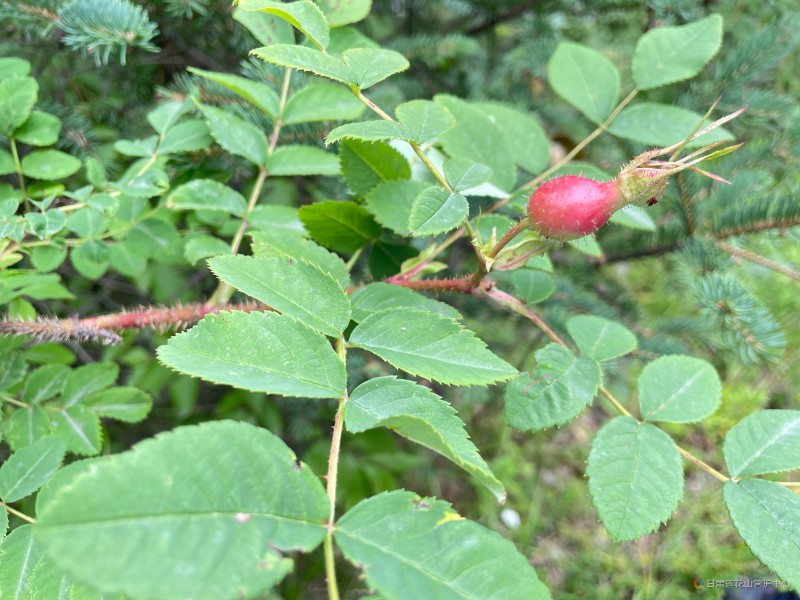 蔷薇 8月份 沙古 海拔2290米 魏冬艳