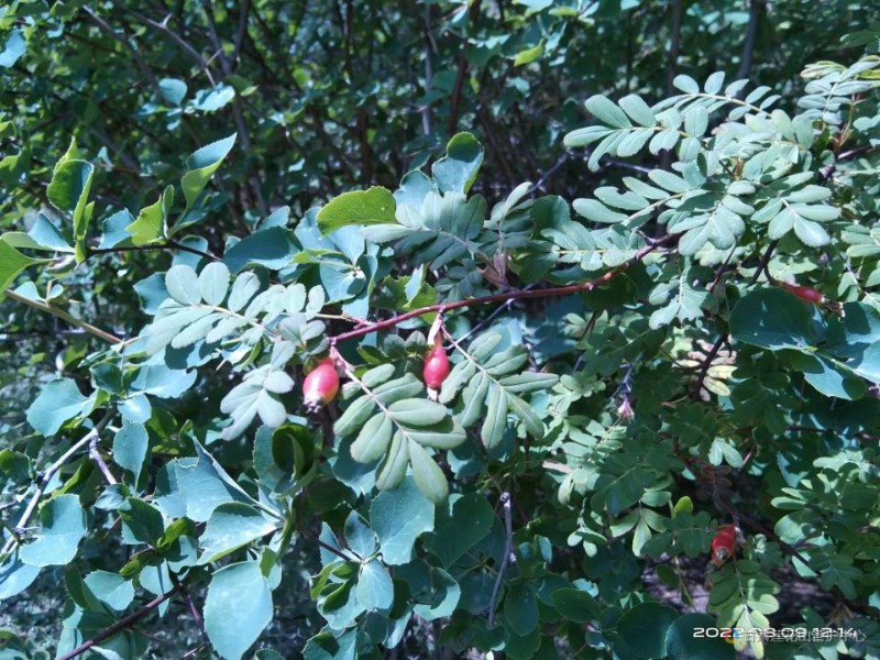 峨眉蔷薇 8月份 圆岭湾 2917 张荣红