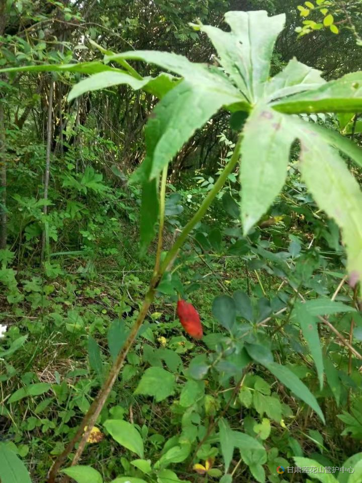 桃儿七 8月份 红土咀 2932 张龙涛