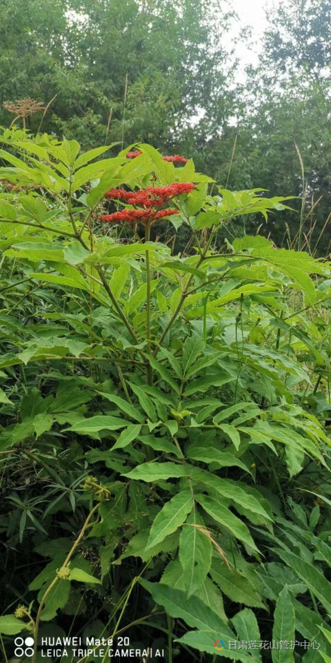 血满草 8月份 冶木峡 2160 马鸿博