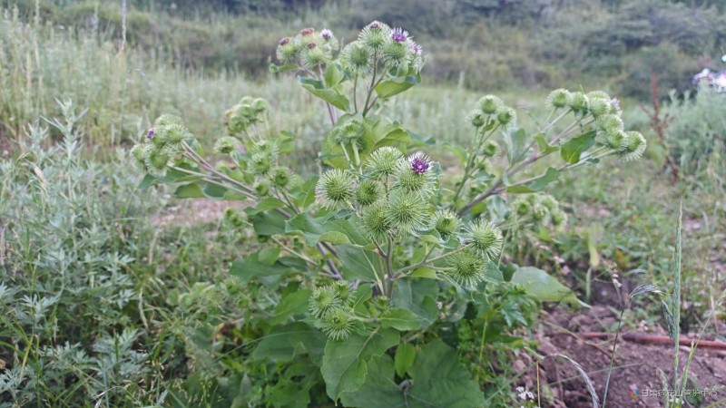 牛蒡花  8月份  瓜崖2758米马启华摄