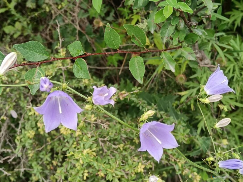 沙参  8月份  白沙泉2654米   林彦平摄