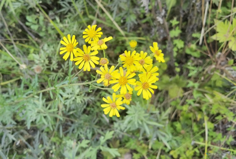 甘野菊 8月份 下站  海拔2270 常亚西