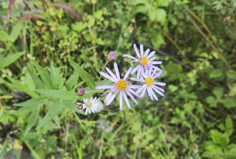 狗娃花 8月份 下站  海拔2216  张永义