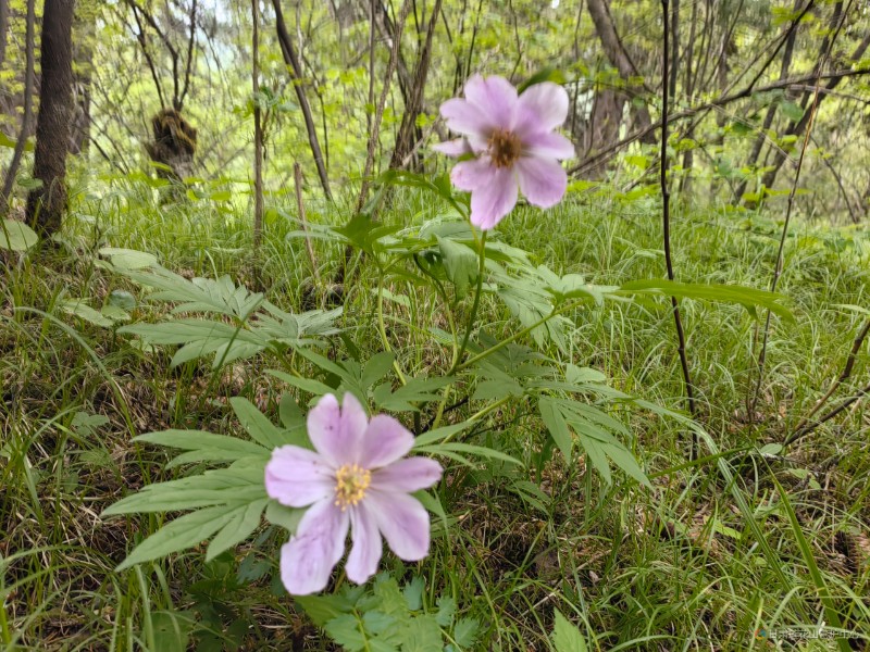 川赤芍   6月份  野外巡查  馬脊梁2873米王增芳攝