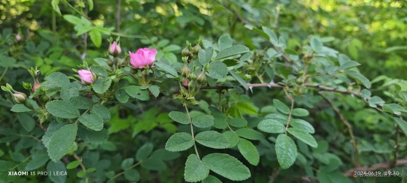 峨嵋蔷薇 磨背后 海拔 2398 林彦平 摄