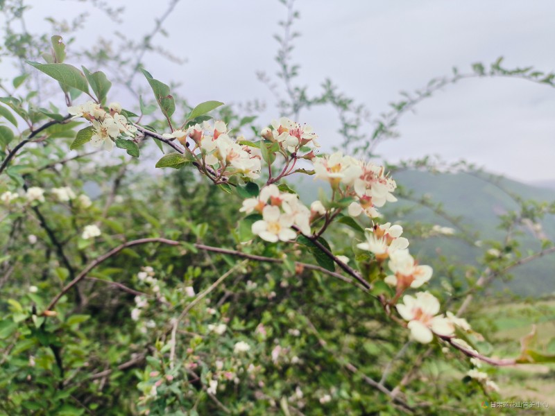 黄刺梅 6月份 圆岭梁 2890米 刘汉国摄