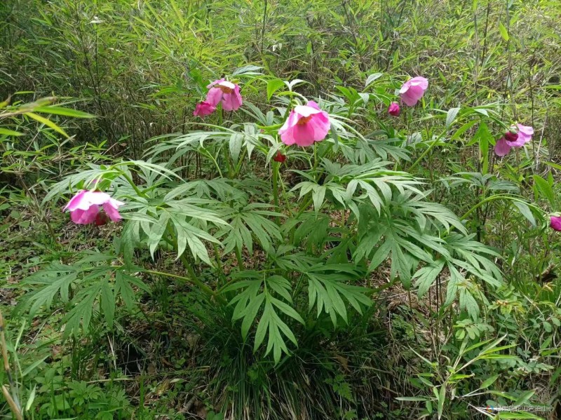 川赤芍 凉水泉  海拔 2572 石海明摄