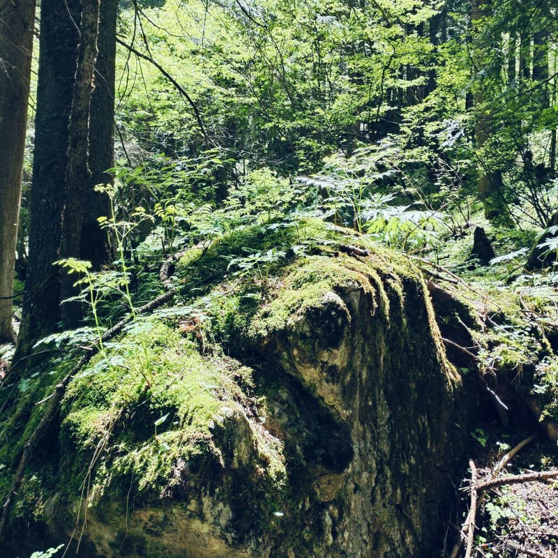 风景照片 ６月份  柏木咀 ２９８０米 陈富华摄