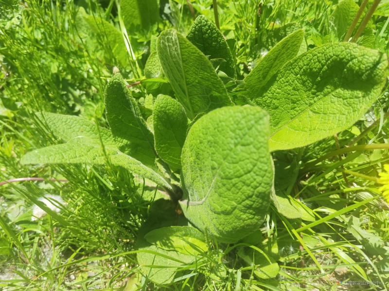 聚合草  6月份  前转车场  2882米  常亚西摄