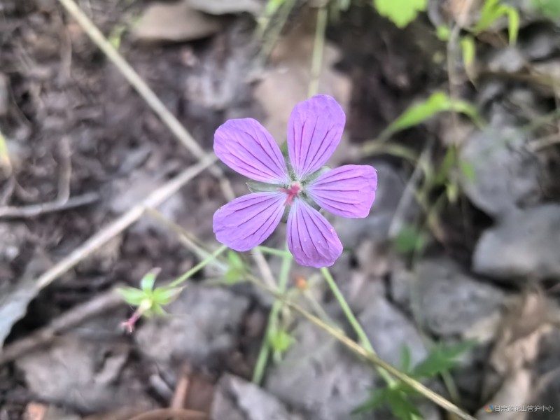 粗根老鹳草 8月份 沙古 海拔2089米 魏冬艳