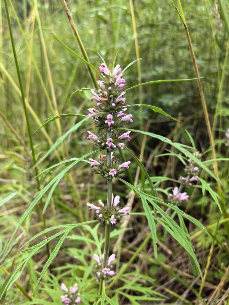 益母草 8月份 沙古 海拔2095米 张永义