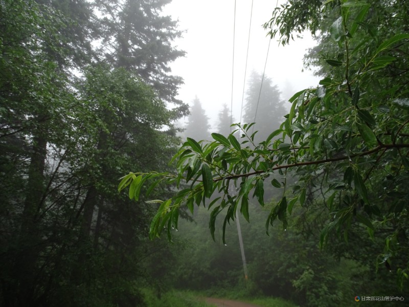 雨景 7月份 沙河滩 2864米 丁东霞摄