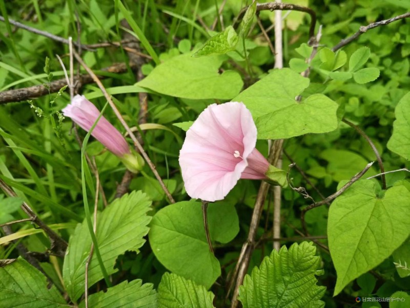 九甸峡保护站   7月份     鼓子花     甘草坡   海拔2320米  汪瑞霞   摄