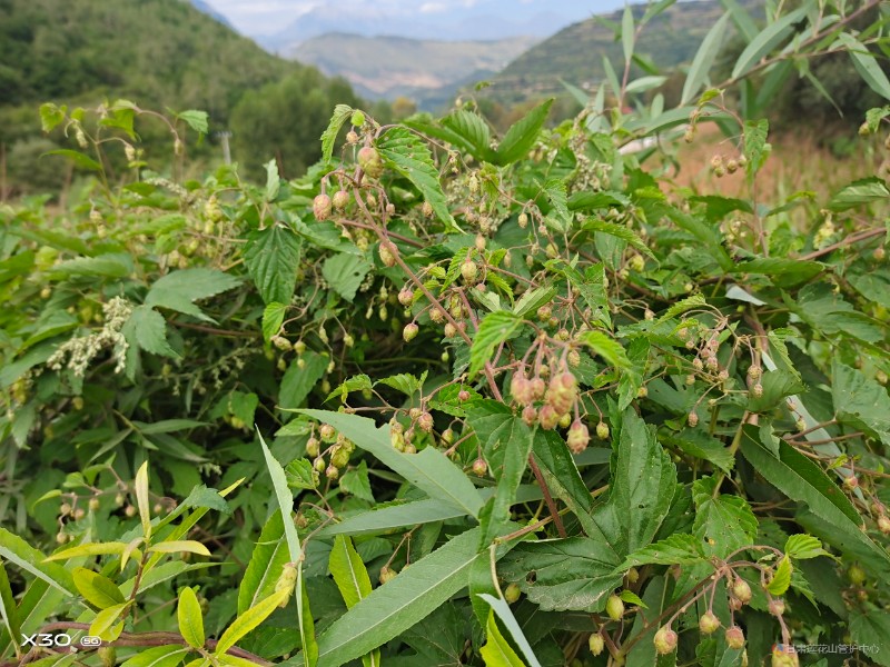 华怱布花 9月份 下包滩 海拔2275米 魏冬艳