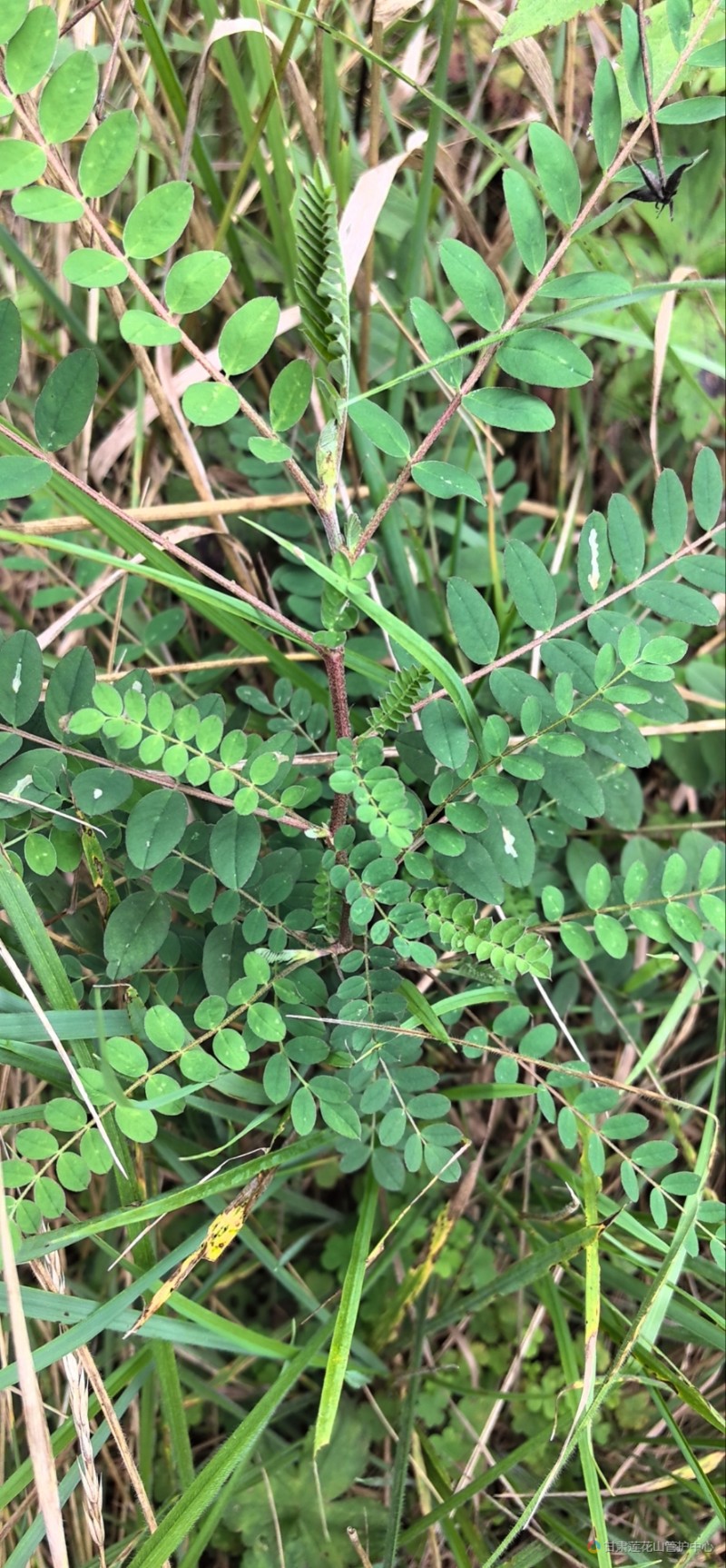 黄芪 9月份 沙古 海拔2095米 魏冬艳