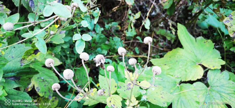 野棉花 马圈沟 海拔 2389 王小玲 摄