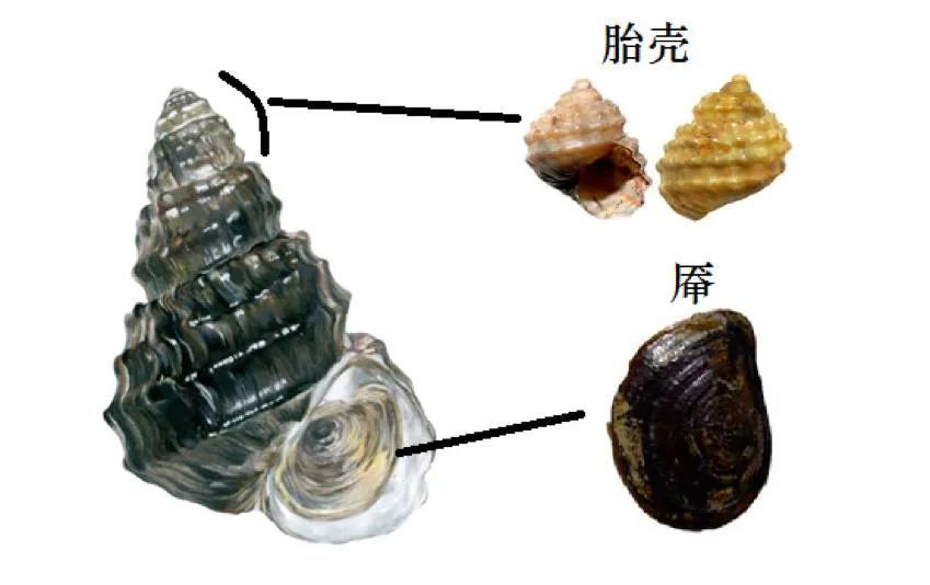 缁衣玺螺蛳（Tchangmargarya ziyi）| 贝壳红