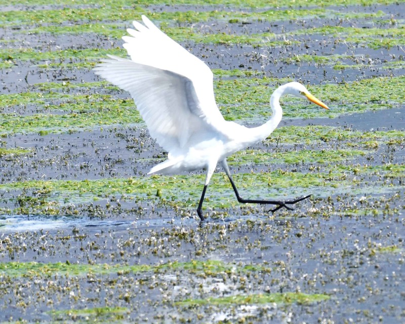 鹈形目PELECANIFORMES鹭科Ardeidae大白鹭Ardea alba (2)