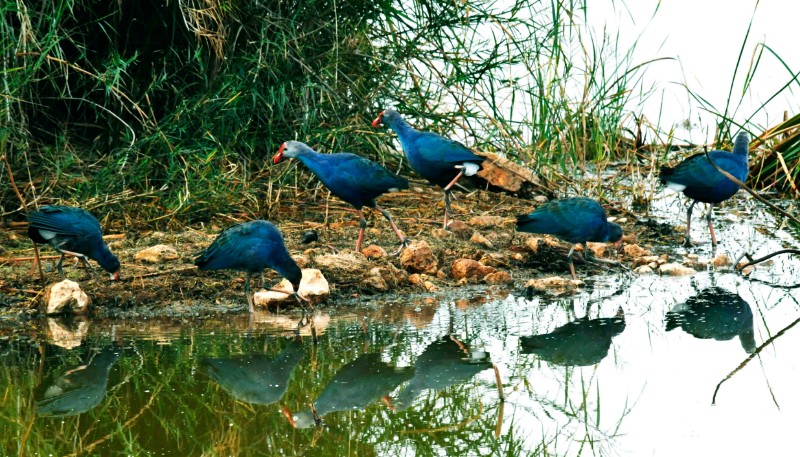 异龙湖紫水鸡种群：孔宾