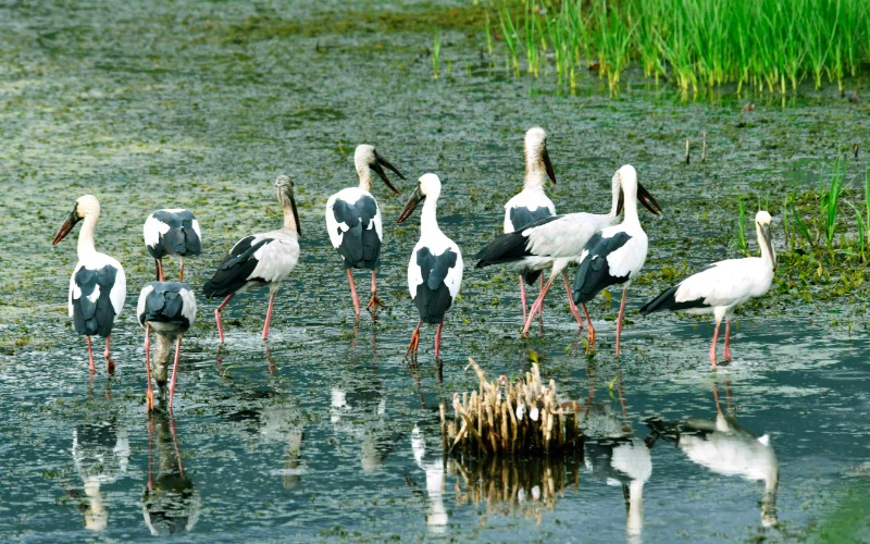 钳嘴鹳，留鸟，国家三有保护动物，外来物种，异龙湖于2012年首次发现，异龙湖新“居民”。孔宾：摄。异龙湖湿地办