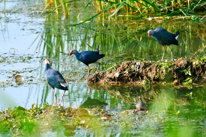 紫水鸡，冬候鸟，国家二级保护动物，异龙湖于2012年首次发现。孔宾：摄。异龙湖湿地办
