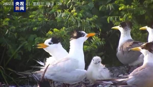福建首次记录到“神话之鸟”中华凤头燕鸥繁殖过程