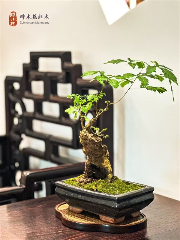 醉木苑红木